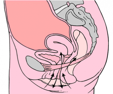 Kegel_exercises_diagram