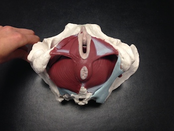 pelvicfloor